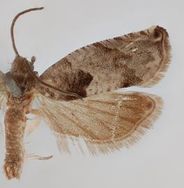  Male. © Loren Jones. Image used with permission.

